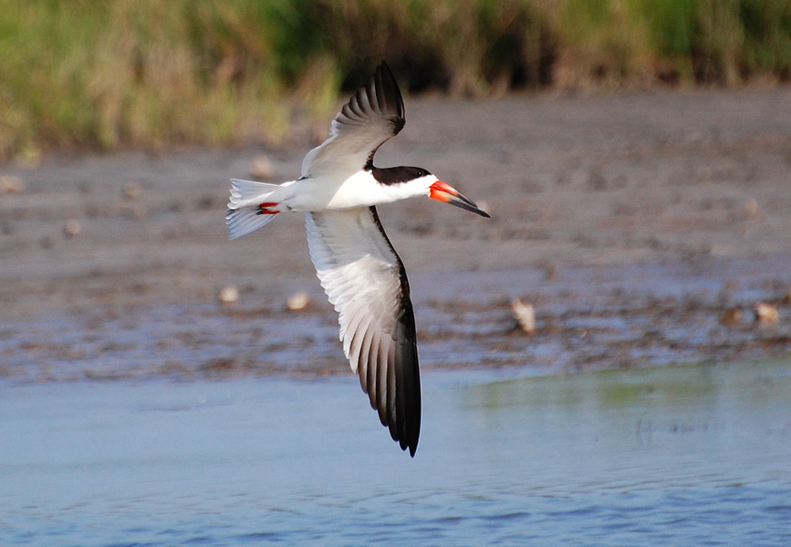 [Black Skimmer]