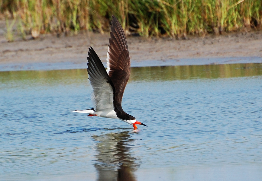 [Black Skimmer]