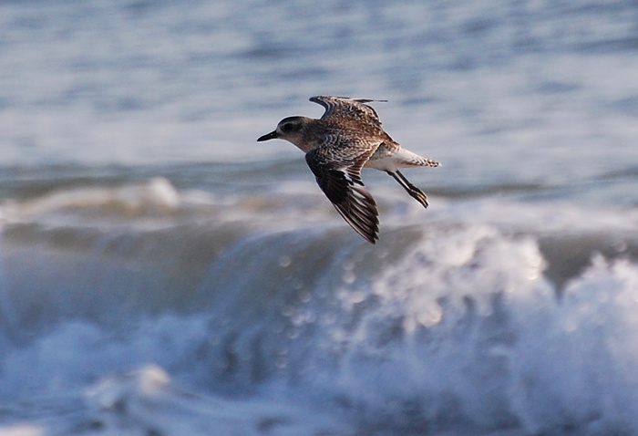 [Black-Bellied Plover]