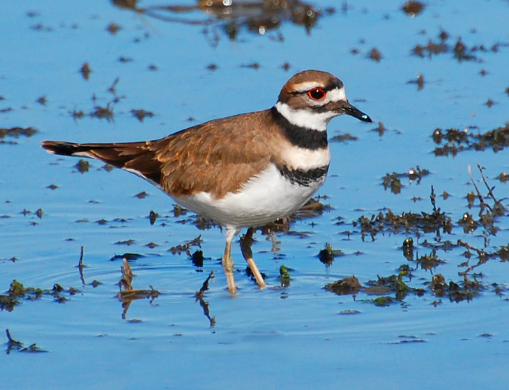 [Killdeer]