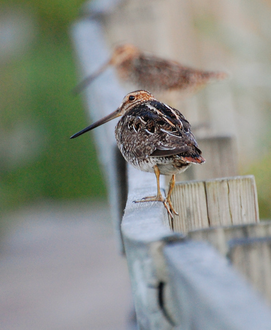 [Wilson's Snipe]