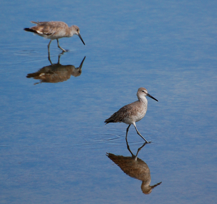 [Pea Island Willets]