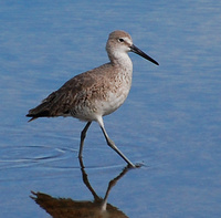 [Pea Island Willets]