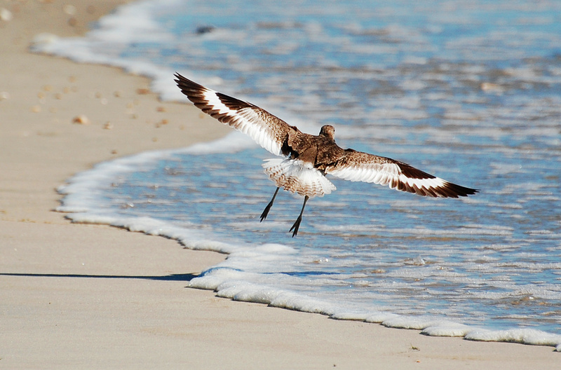 [Willet]