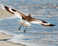 [Willet]