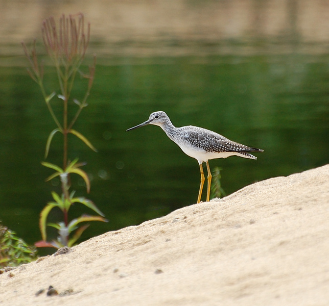 [Greater Yellowlegs]