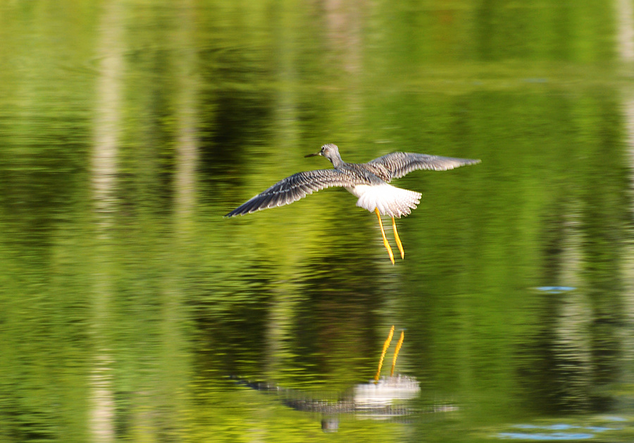 [Greater Yellowlegs]