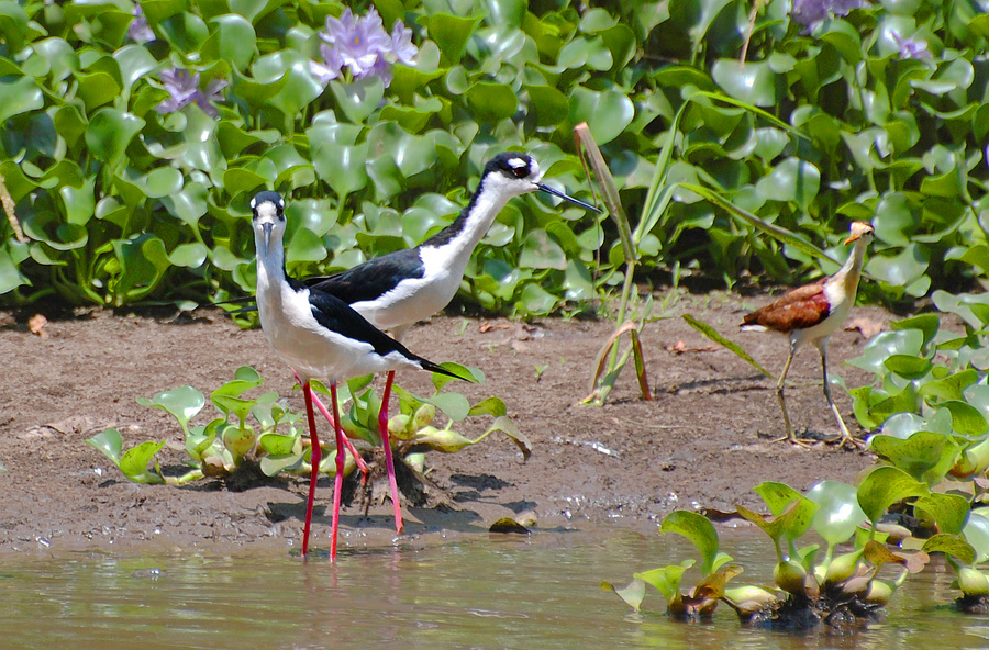 [Wetland Guardian]