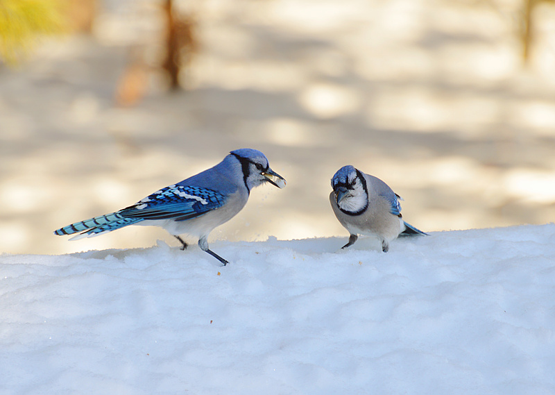 [Blue Jays]