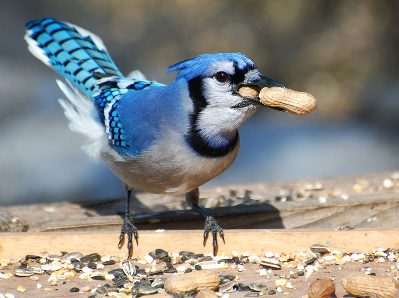 Suzanne Britton Nature Photography: Greed