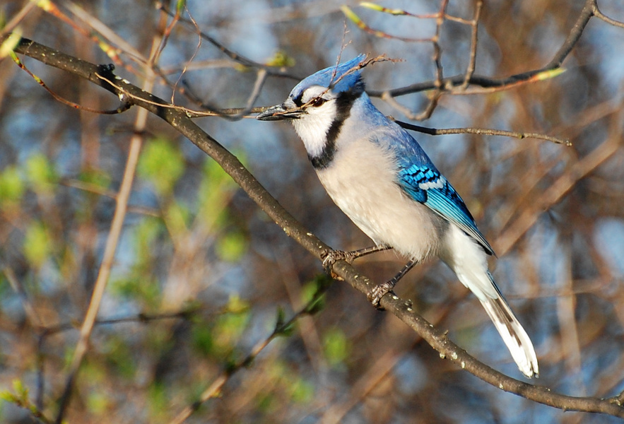 [Nesting Time]