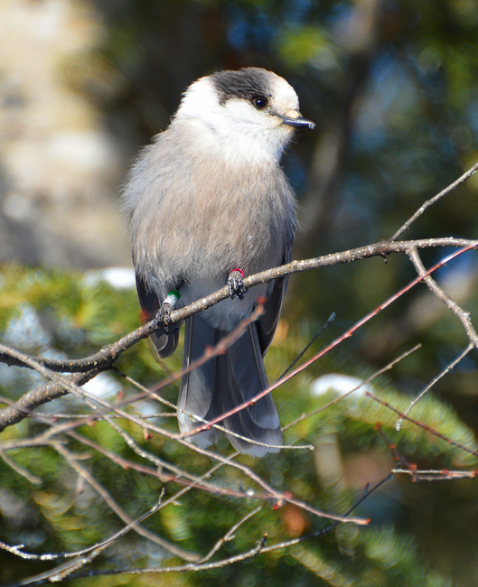 [Canada Jay]