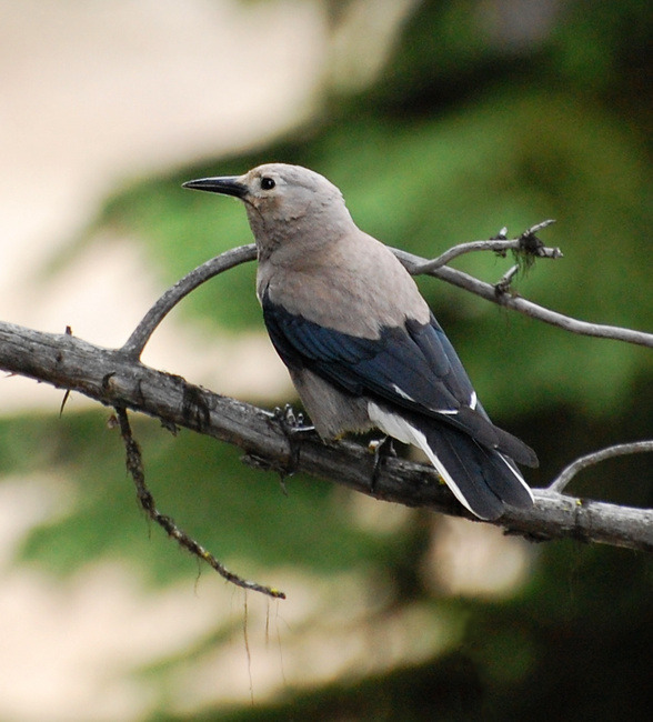 [Clark's Nutcracker]