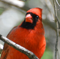 [Northern Cardinal]