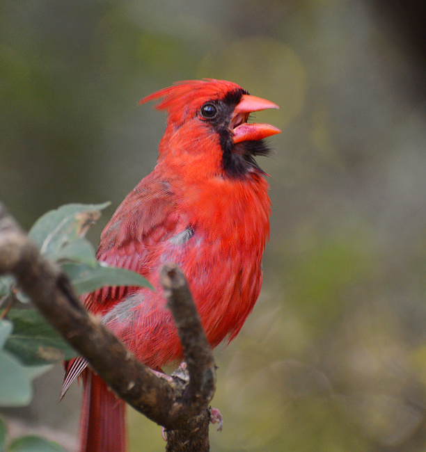 [Northern Cardinal]