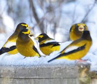 [Fluorescent Grosbeaks]