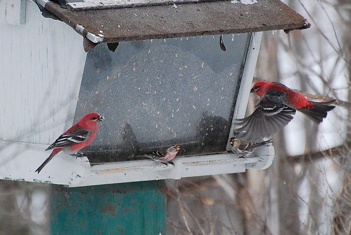 [March Valley Finches]