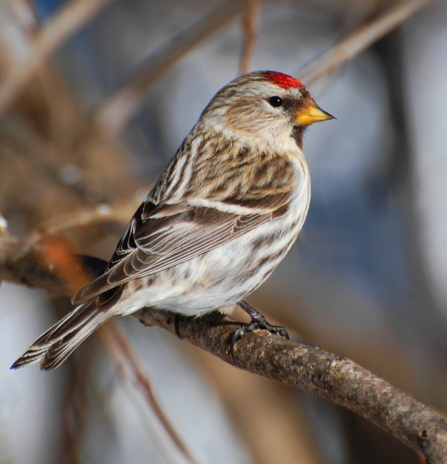 [Common Redpoll]