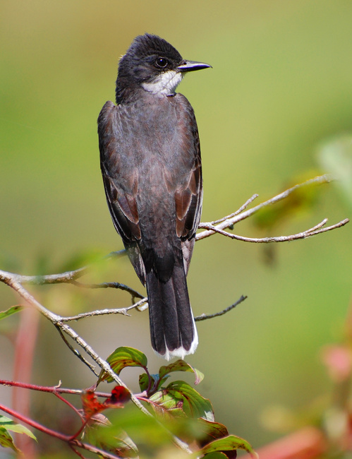 [Eastern Kingbird]