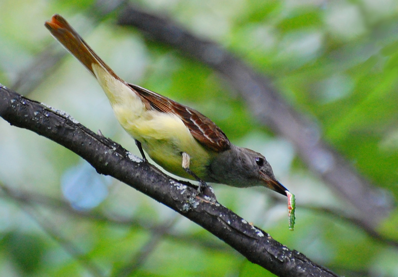 [Great Crested Flycatcher]