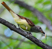[Great Crested Flycatcher]