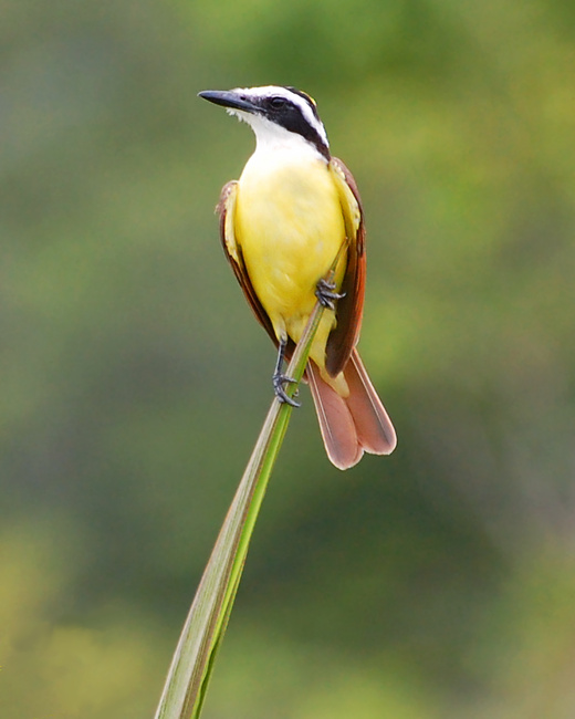 [Great Kiskadee]