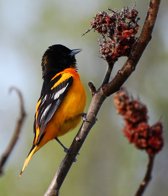 [Spring Oriole]