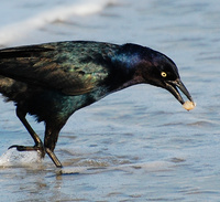 [Boat-Tailed Grackle]