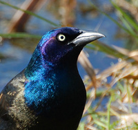 [Common Grackle]