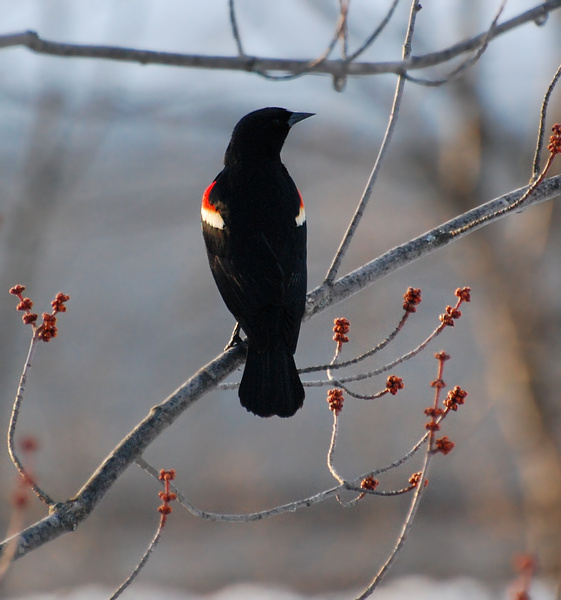 [Red-winged Blackbird]