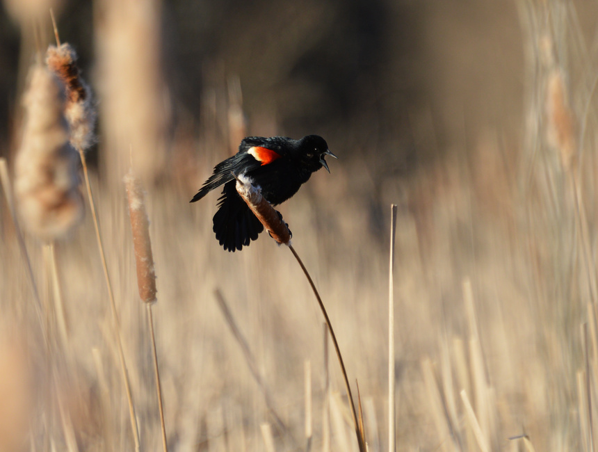 [Red-Winged Blackbird]