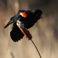 [Red-Winged Blackbird]