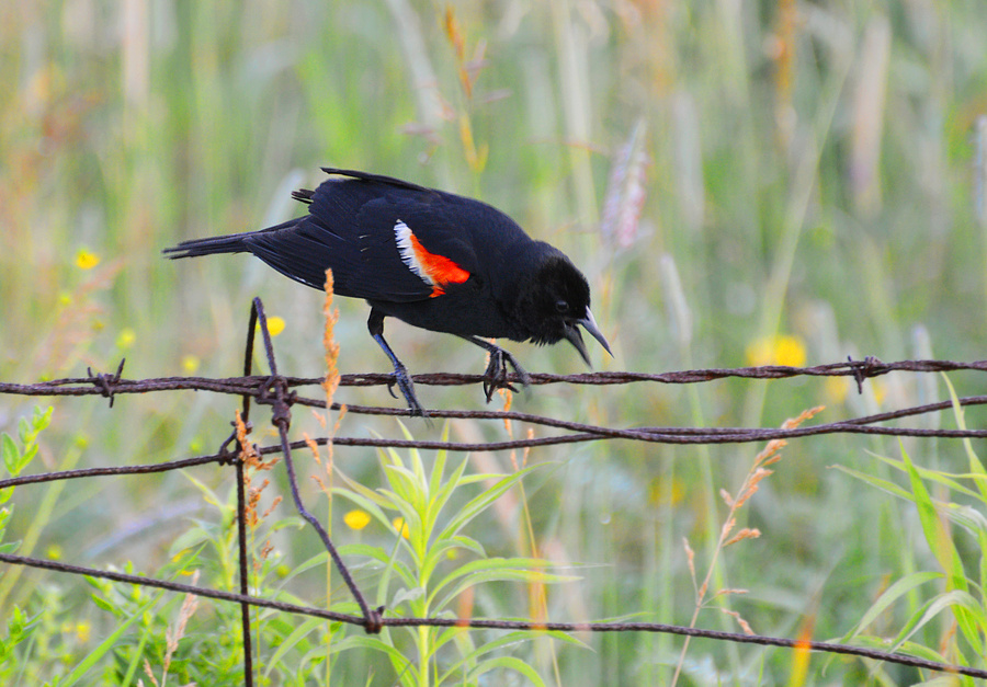 [Red-Winged Blackbird]