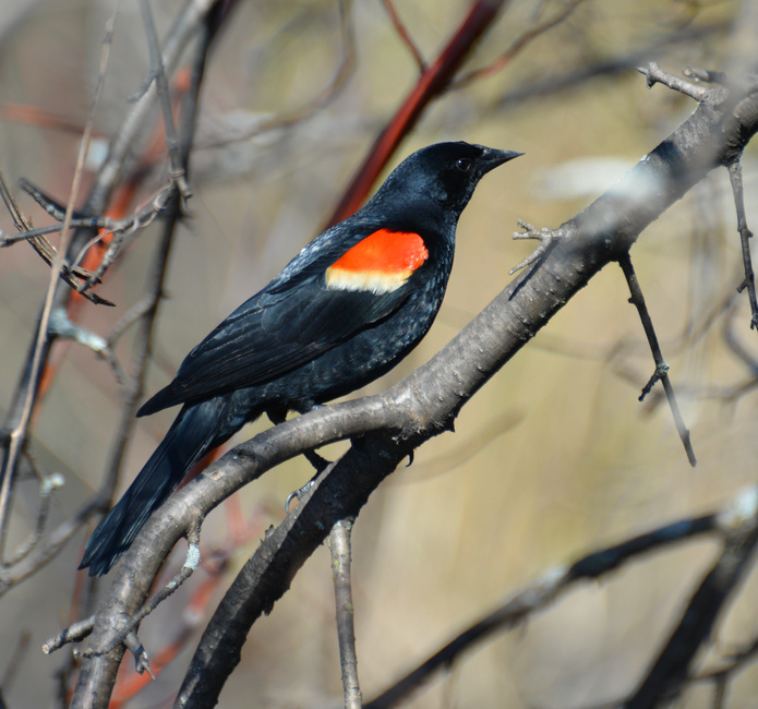 [Red-Winged Blackbird]