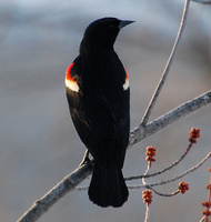[Red-winged Blackbird]