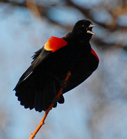 [Red-Winged Blackbird]