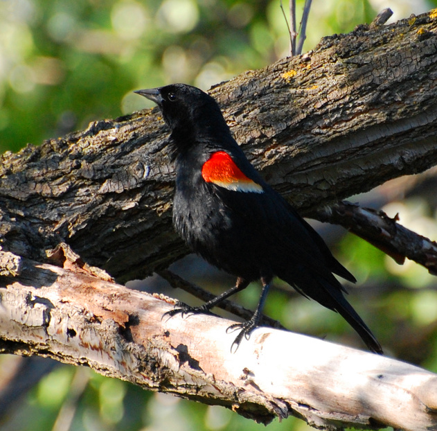 [Woodland Blackbird]