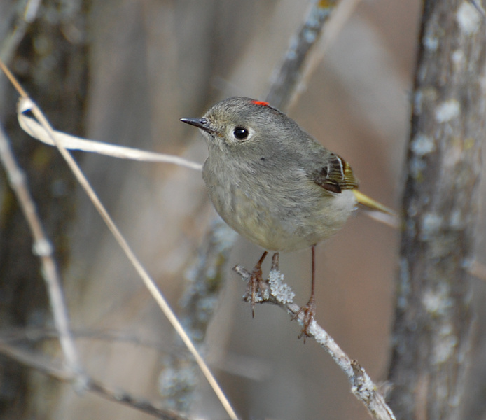 [Ruby-Crowned Kinglet]