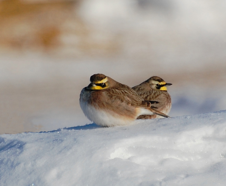 [Horned Larks]