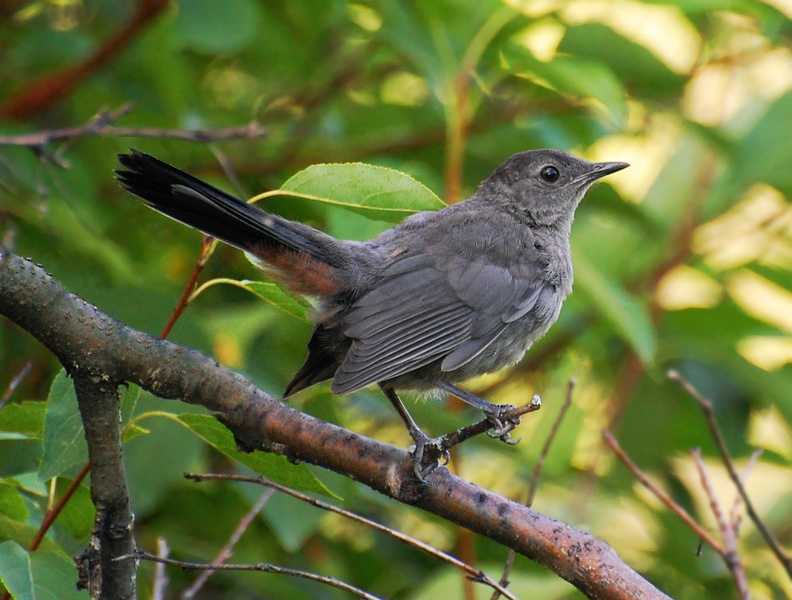 [Gray Catbird]