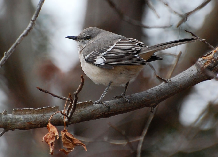 [Winter Mockingbird]