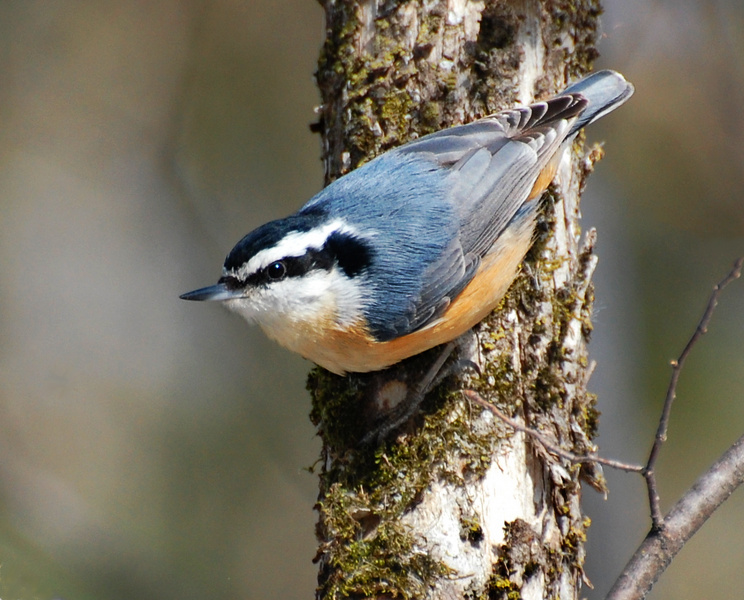 [Red-Breasted Nuthatch]
