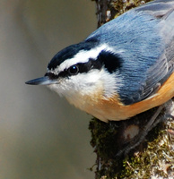 [Red-Breasted Nuthatch]