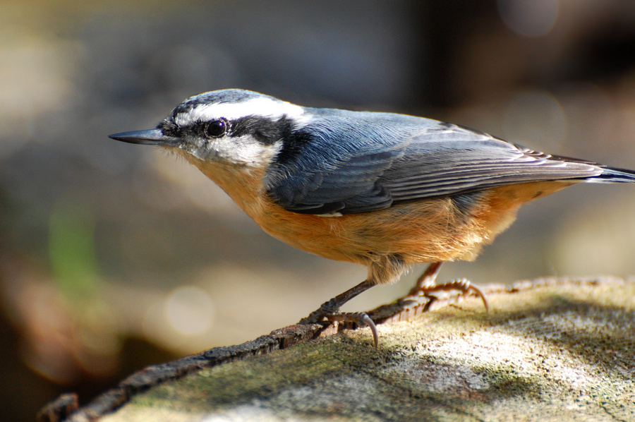 [Red-Breasted Nuthatch]