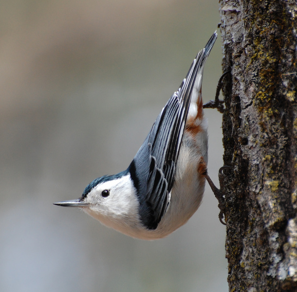 [White-Breasted Nuthatch]