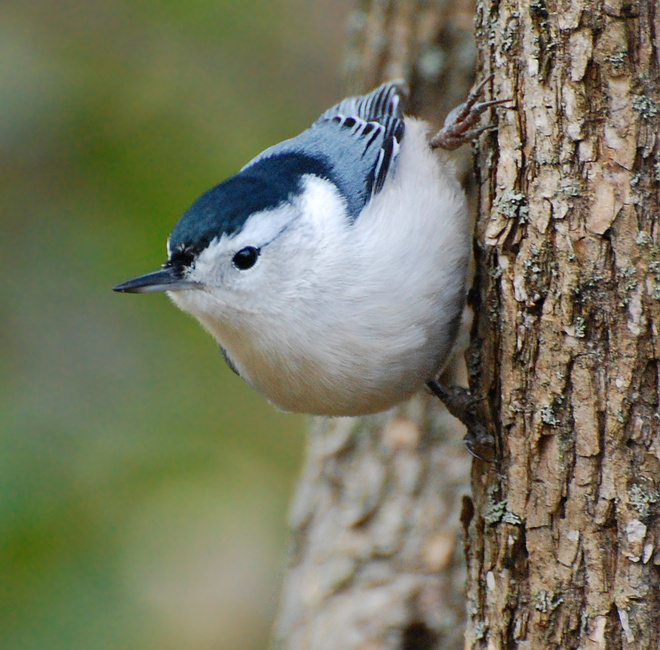 [White-Breasted Nuthatch]