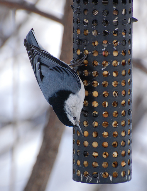 [White-Breasted Nuthatch]