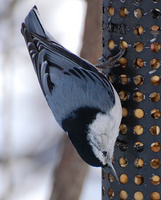 [White-Breasted Nuthatch]