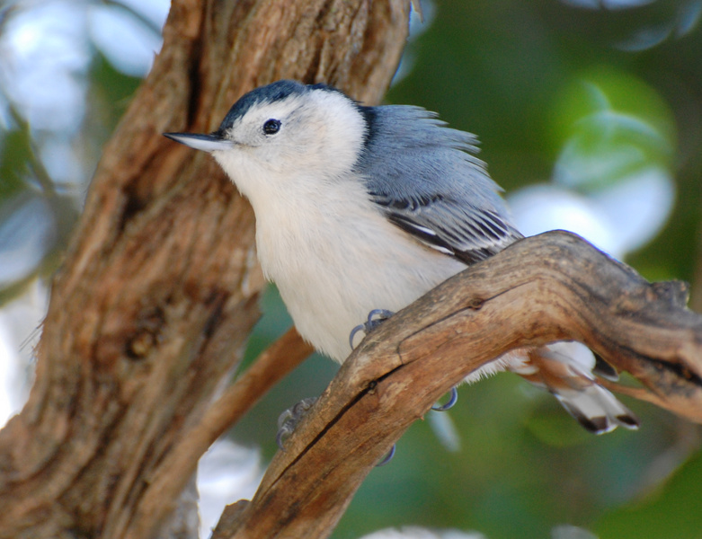 [White-Breasted Nuthatch]