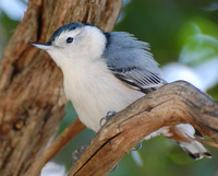 [White-Breasted Nuthatch]